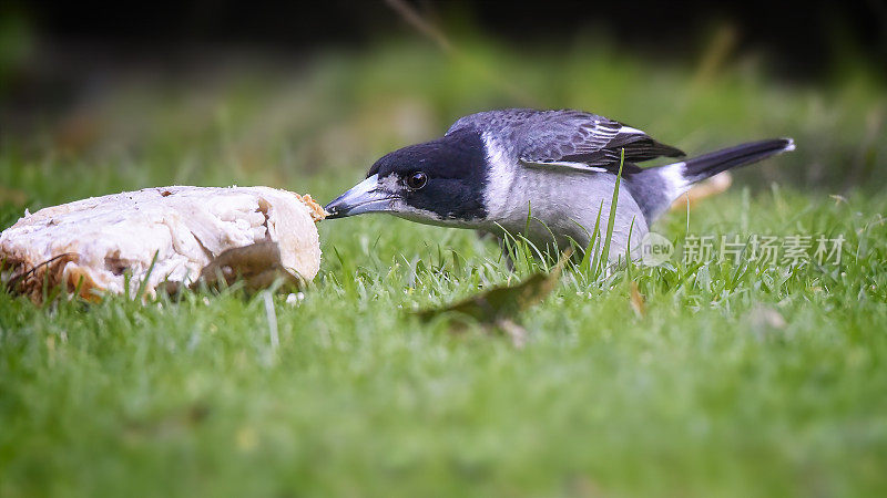 灰伯劳鸟(Cracticus torquatus)